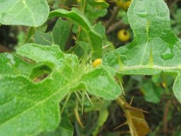 Solanum linnaeanum leaf midrib spines